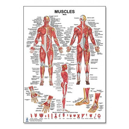 Muscles Male 2 View Regular Poster, for Physical Fitness, Working Out, Muscular System