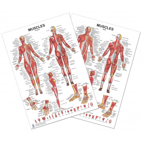 Muscles Female and Male 2 View Regular Poster Set, for Physical Fitness, Working Out, Muscular System