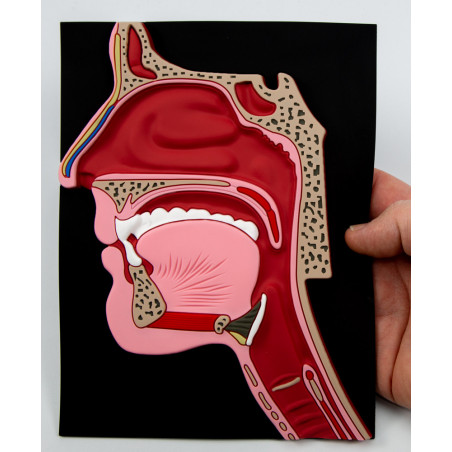 Head Anatomy Model