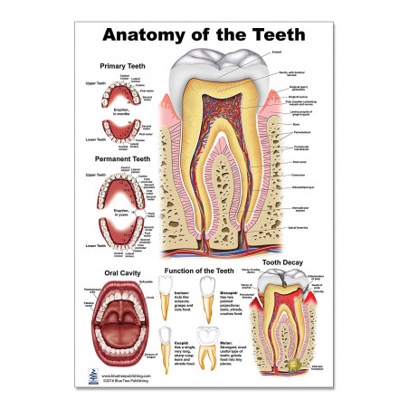 Anatomy of the Teeth Regular Poster, Tooth Decay