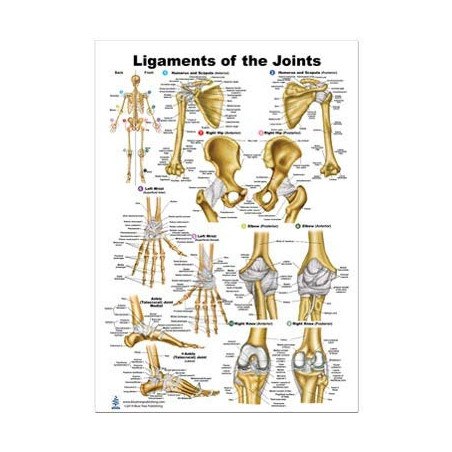 Ligaments of the Joints Regular Poster, PT, OT, Chiropractors, Fitness Trainers, Massage Therapists