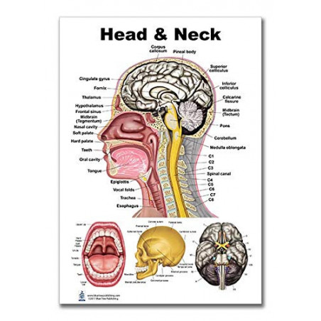Head and Neck Regular Poster