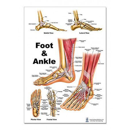 Foot and Ankle Anatomical Regular Poster