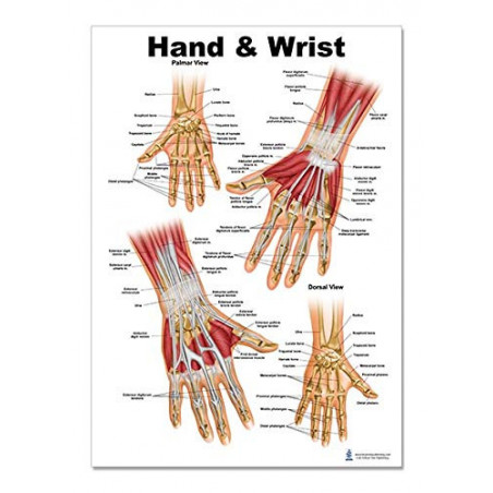 Hand and Wrist Anatomical Regular Poster