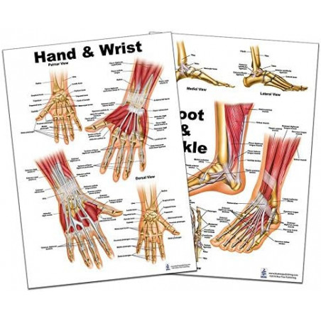 Hand and Wrist, Foot and Ankle Regular Poster Set