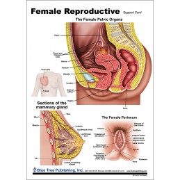 Female Reproductive Anatomical Chart