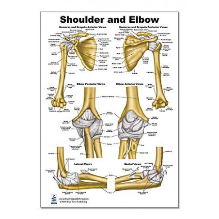 Shoulder and Elbow Anatomical Regular Large Poster