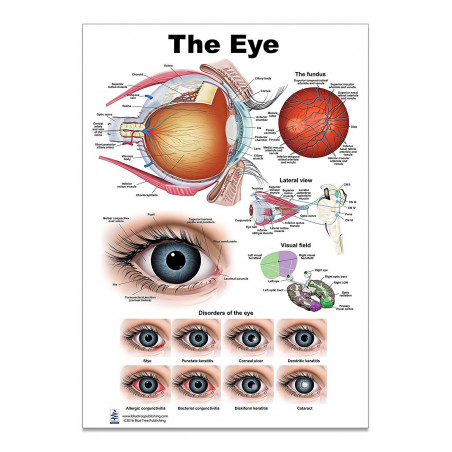 Eye Anatomical Regular Poster