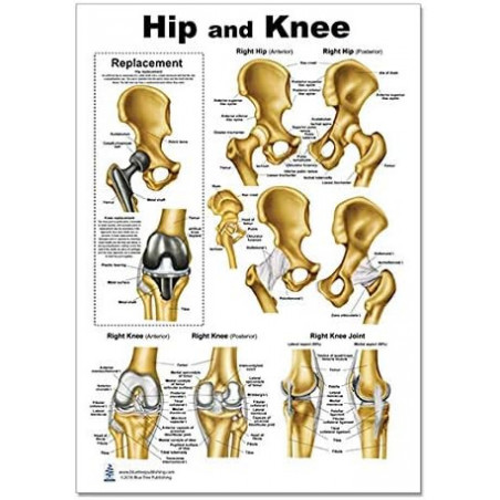 Hip and Knee Anatomical Regular Poster