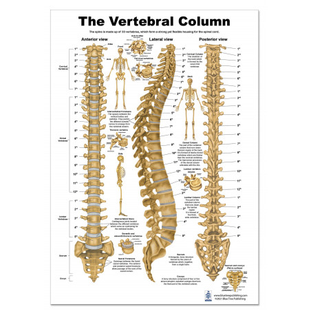Vertebral Column Spine Anatomical Regular Poster