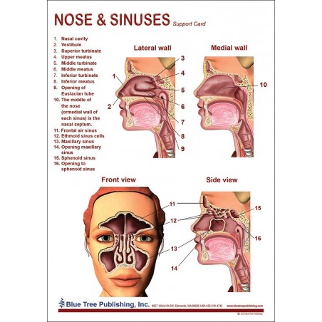 Nose and Sinuses Anatomical Chart