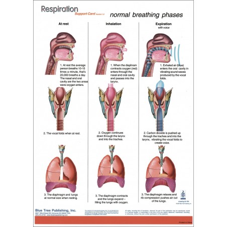 Respiration Anatomical Chart