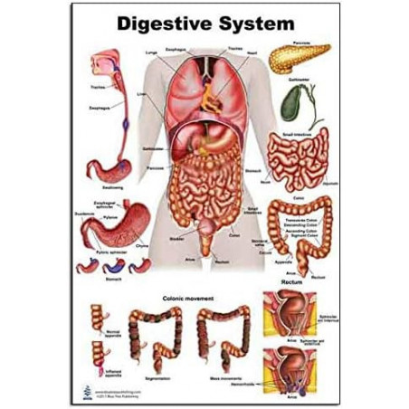 Digestive System Regular Poster