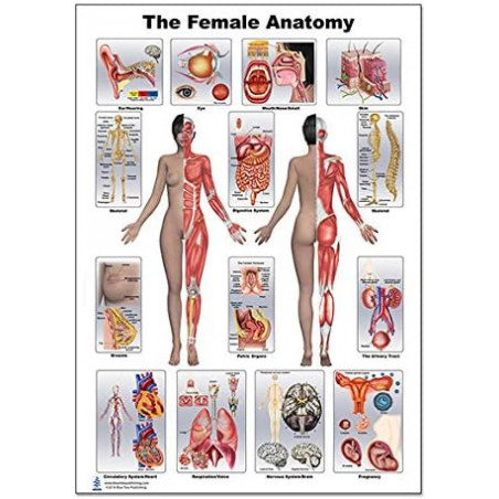 Female Anatomy Regular Poster