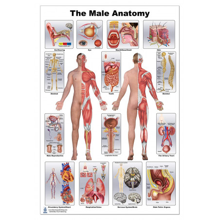 Male Anatomy Regular Poster, Skeletal System, Muscular System, Organs Medical, Nursing, Medical Student