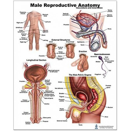 Male Reproductive Anatomy Regular Poster