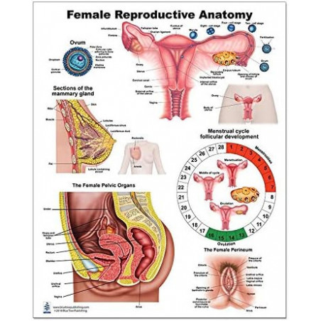 Female Reproductive Anatomy Regular Poster