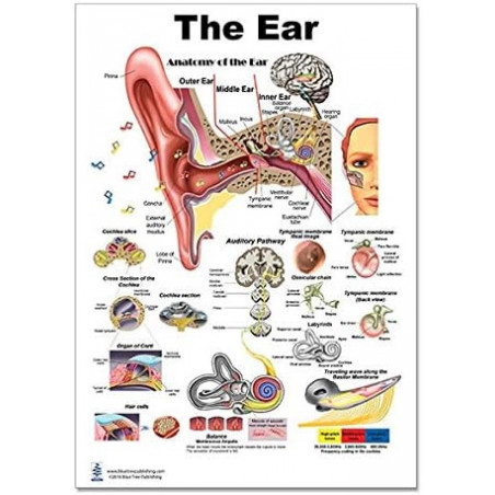 Ear Regular Poster