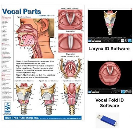 Vocal Parts Anatomical Chart with Software Larynx ID and Vocal Folds ID
