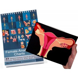 Female Anatomy Flip Charts with Uterus Model