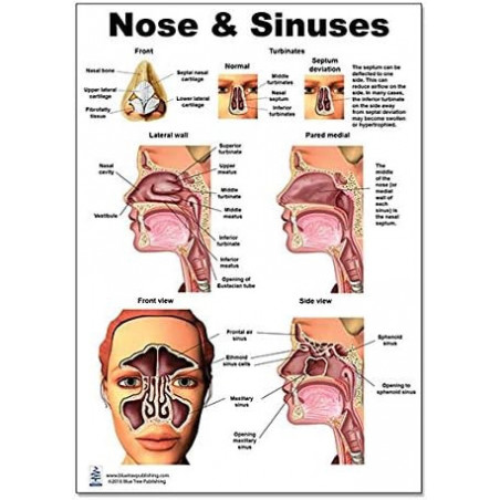 Nose and Sinus Regular Poster