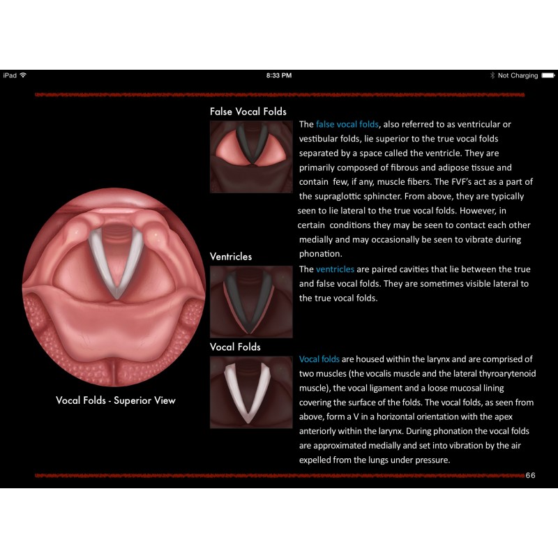 Larynx And Vocal Folds Id Ibook