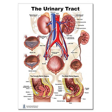 Urinary Tract Regular Poster, Bladder, Kidney, Bladder, Urinary System