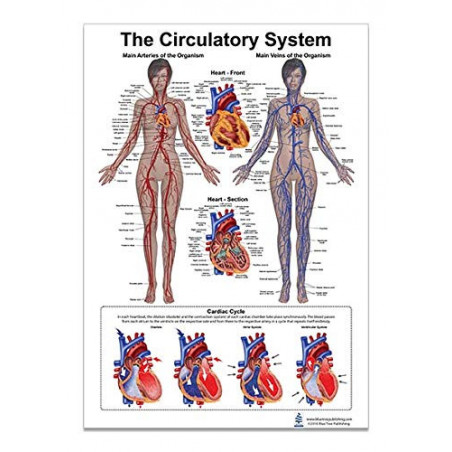 Circulatory and Heart Regular Poster