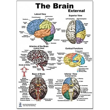 The Brain External Structure Regular Poster