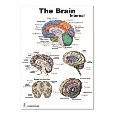 The Brain Internal Structure Regular Poster