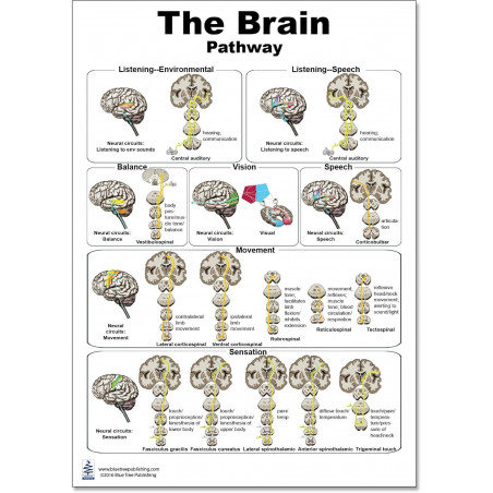 The Brain Pathway Regular Poster