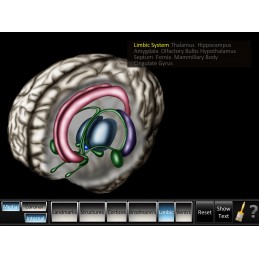 Cerebrum ID Mobile App limbic view