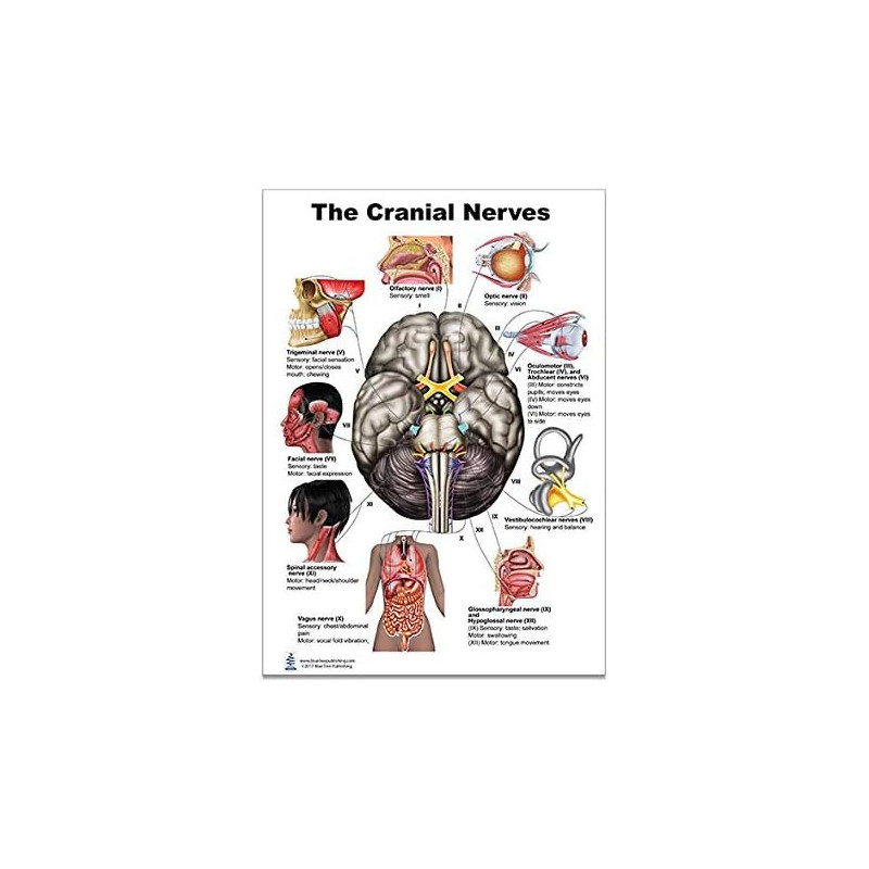 The Brain Cranial Nerves Regular Poster