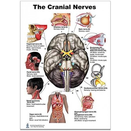 The Brain Cranial Nerves Regular Poster