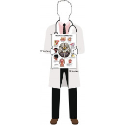 The Brain Cranial Nerves Regular Poster