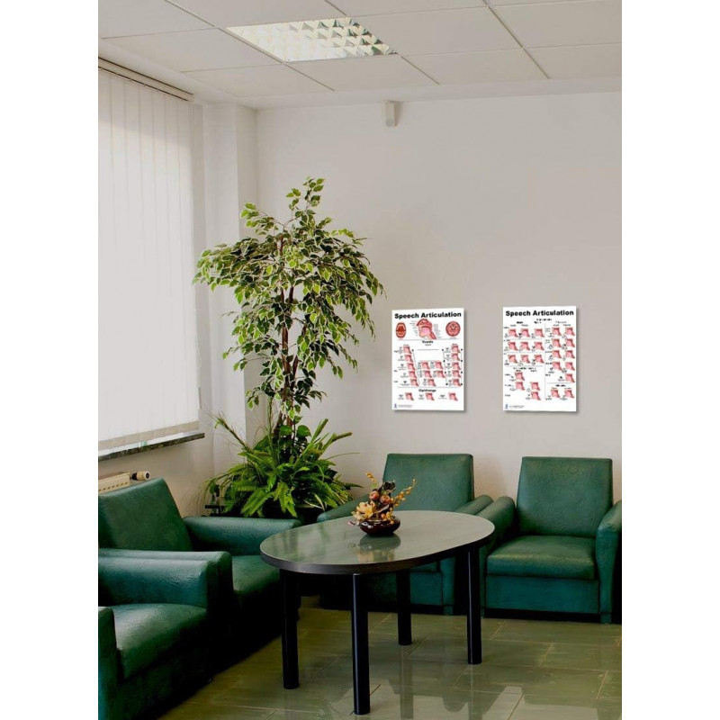 Speech Articulation Anatomy Regular Poster Set Speech Language