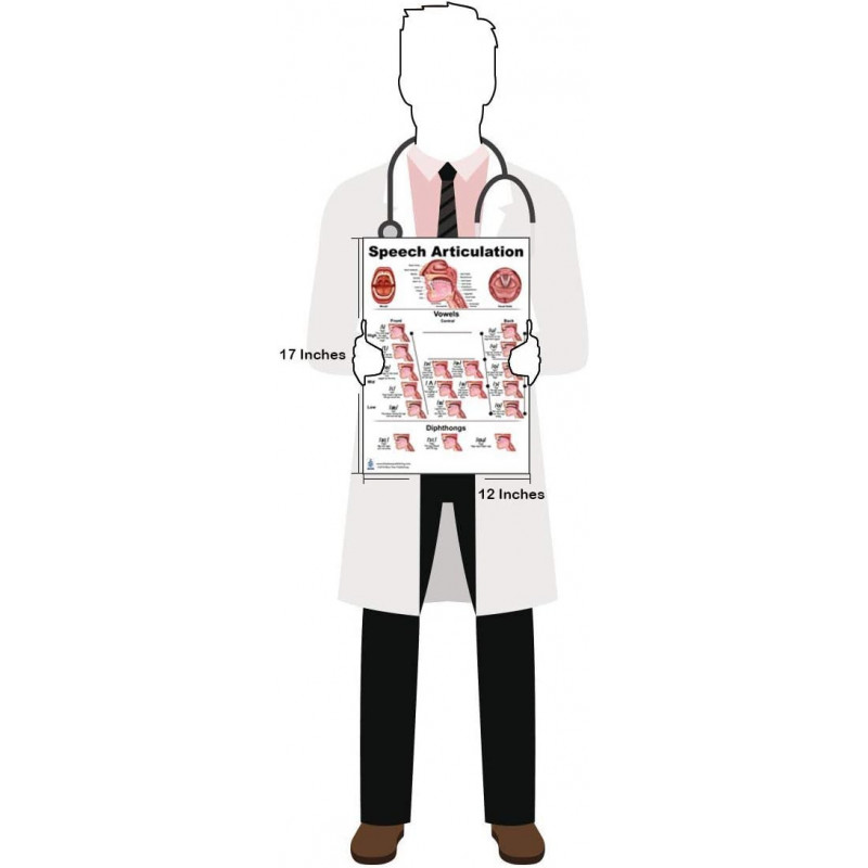Speech Articulation Anatomy Regular Poster Set Speech Language