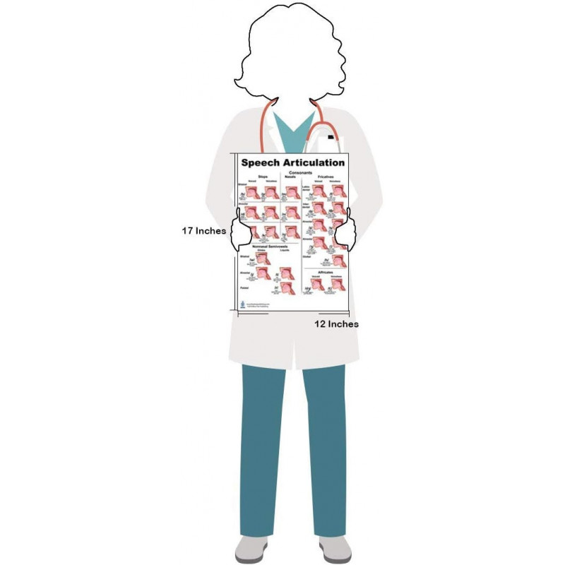 Speech Articulation Anatomy Regular Poster Set Speech Language