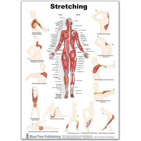 Stretching Regular Poster, Muscle and Exercise