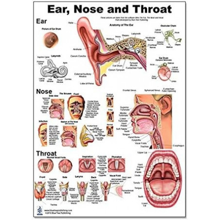 Ear Nose Throat Regular poster