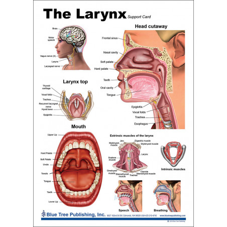 Larynx Anatomy Chart