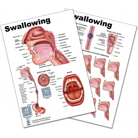 Swallowing Anatomical Chart, with QR Codes