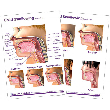Child Swallowing Anatomical Chart