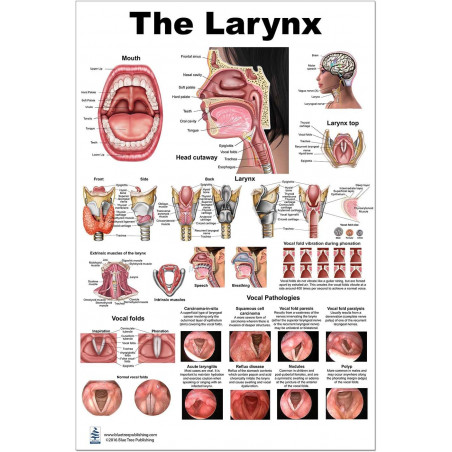 Larynx Poster