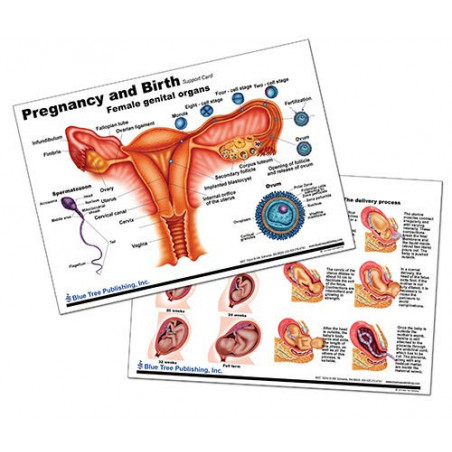 Pregnancy and Birth Anatomical Chart