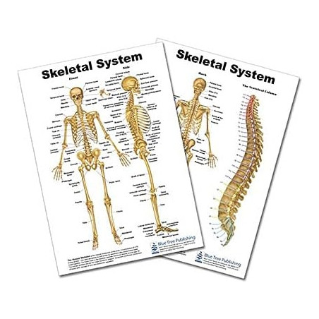 Skeletal System Anatomical Chart