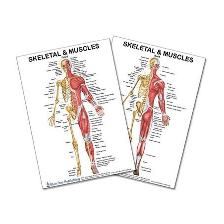 Skeletal and Muscles Anatomical Chart
