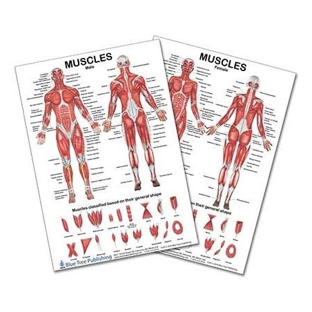 Muscles Two View Anatomical Chart