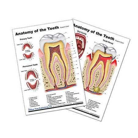 Anatomy of the Teeth Anatomical Chart