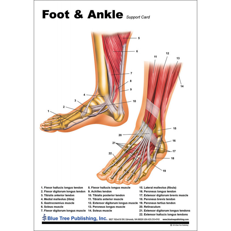 Foot and Ankle Anatomical Chart